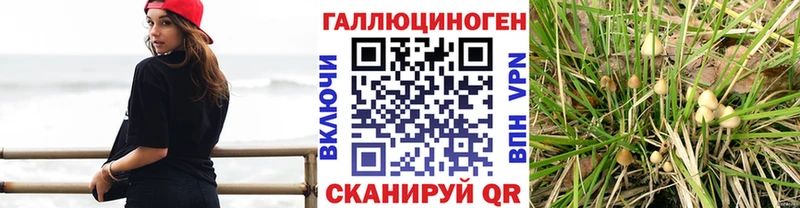 хочу наркоту Чаплыгин Псилоцибиновые грибы Psilocybine cubensis